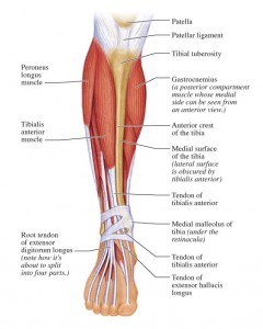 tibialisanterior