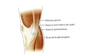 pata_de_ganso