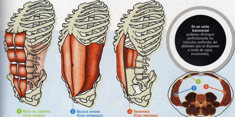 Que es el CORE? Tenemos que desarrollar nuestra faja fisiológica natural. - Fisioterapia en Pozuelo